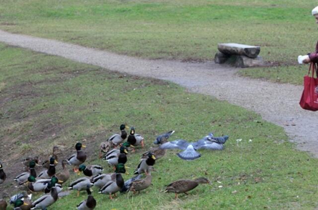 Lapkričio 19-oji: vardadieniai, dangaus kūnai, istorija