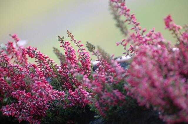 Lapkričio 5-oji: vardadieniai, dangaus kūnai, istorija