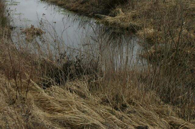Policija nustatė, kas į griovį išmetė gyvūnų gaišenas