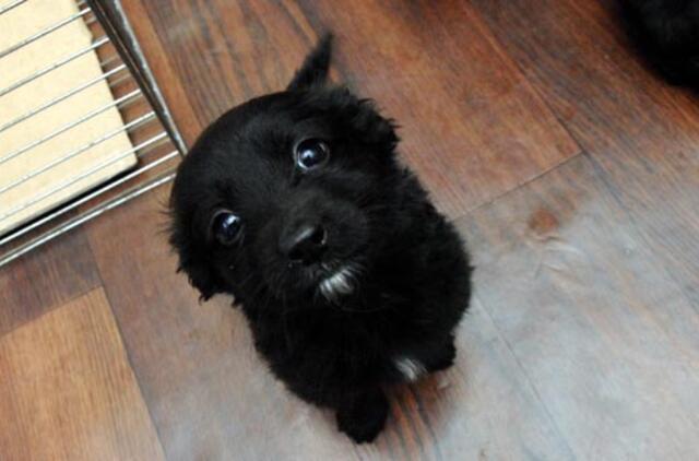 Šanchajuje svarstoma galimybė įvesti vieno šuns politiką