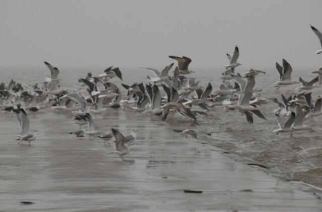 Savaitgalį numatomi darganoti, bet gana šilti orai