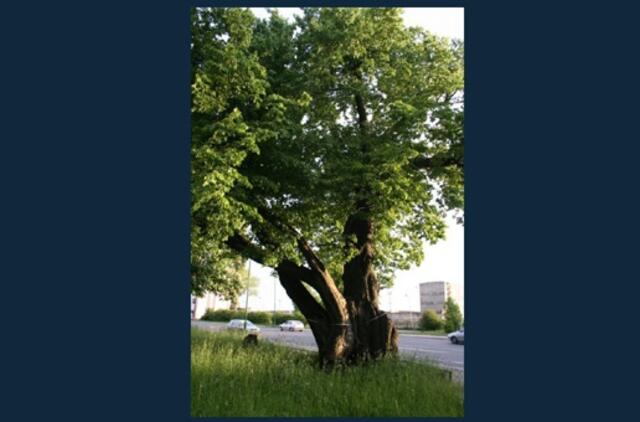 Storoji Klaipėdos liepa - pirmoji gelbėtinų sąraše
