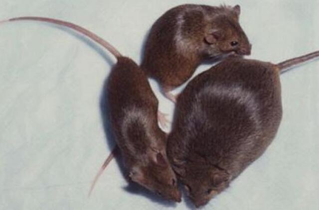 Žmogaus antsvoris - alkio jausmo geno kopijų padvigubėjimo padarinys