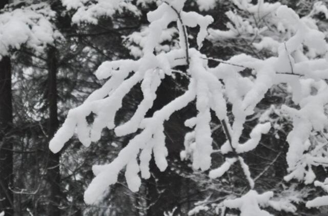 Aplinkosaugininkai: neprižiūrimi miškai – pagunda vagišiams