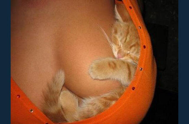 Bulvaras: tikėk - netikėk