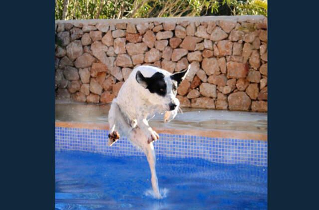 Bulvaras: tikėk - netikėk