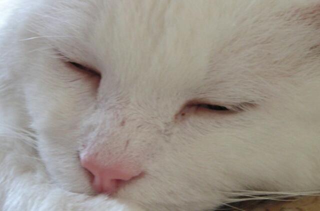 Katiną nudaigojęs vyras sulauks atpildo