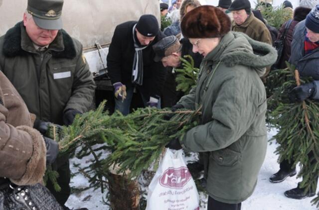 Klaipėdiečiams išdalinta per 1 200 eglių šakų