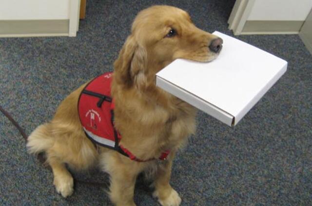 Teismas neleido matytis su šunimi