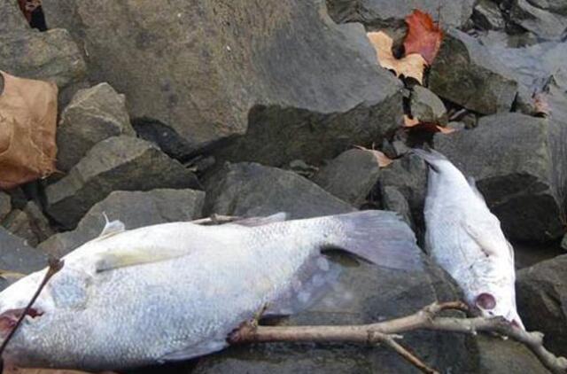 Jungtinėse Valstijose masiškai gaišta ir žuvys