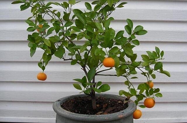 Kaip užsiauginti apelsiną namuose