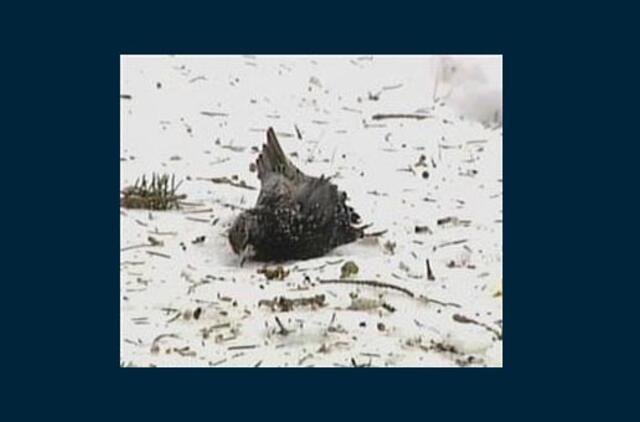 Kinijoje - masinė paukščių žūtis