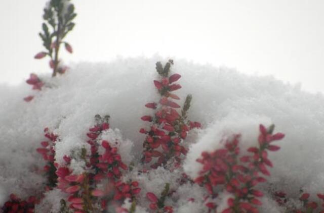 Klaipėda: VE.lt pristato sausio 28-osios įvykius