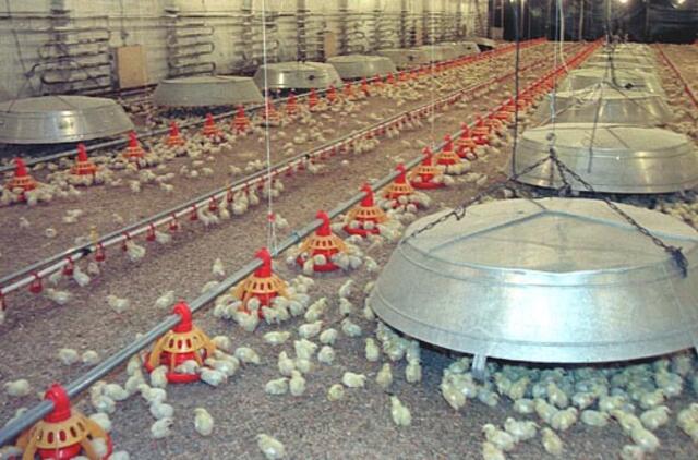 Lietuvos paukštynai teigia stiprinantys produkcijos kontrolę