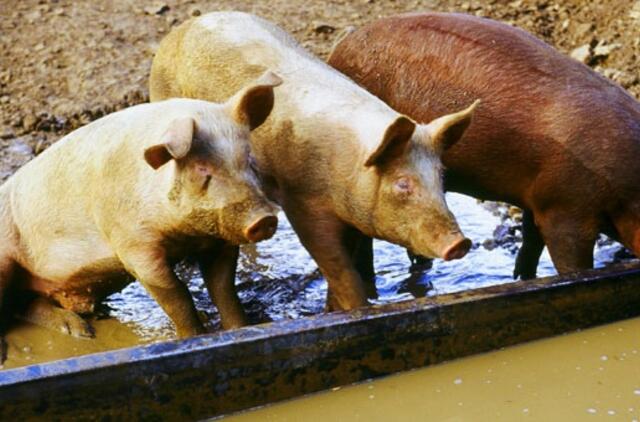 Taivanas: kiaulės bus pratinamos naudotis tualetu