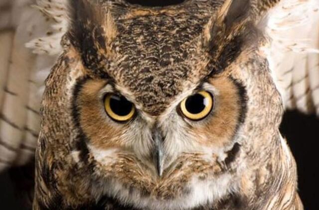 Vokietijos policija rado "nusilesusią" pelėdą