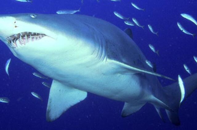 Australijos pakrantėje rykliai pražudė dar vieną žmogų