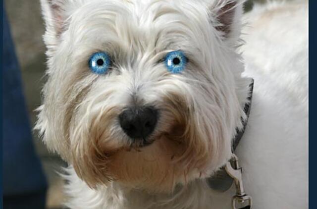 Bulvaras: tikėk - netikėk