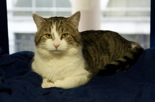 Gyvūnijos pasaulyje: gaudyti žiurkių britų premjero rezidencijoje atsiųsta katė