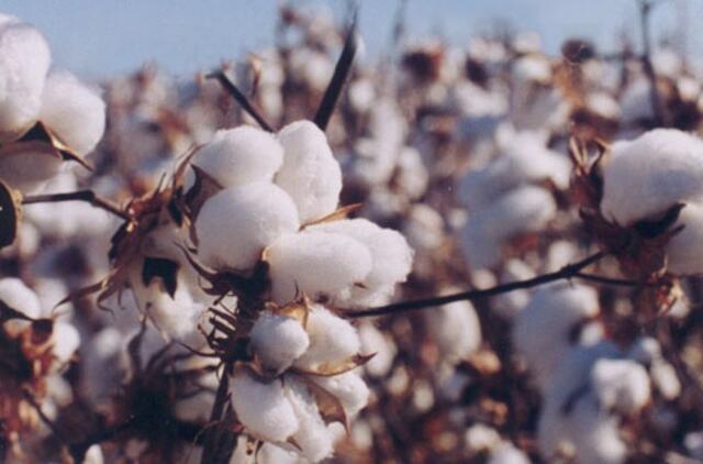 Medvilnės kaina šoktelėjo iki rekordinių  aukštumų