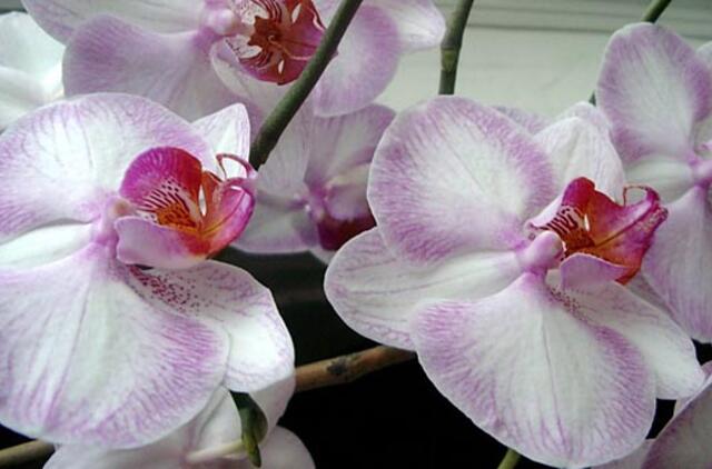 Dvi naminės priemonės orchidėjoms žydėti: pigesnių trąšų nerasite