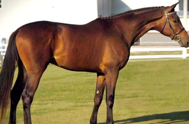 Turkmėnistano prezidentas įsakė rengti žirgų grožio konkursus