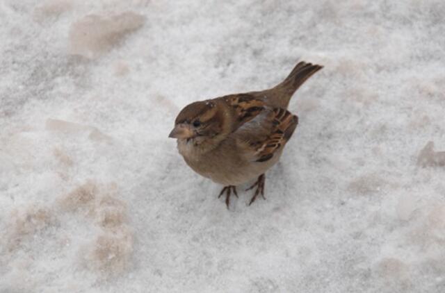 Vasario 11-oji: vardadieniai, dangaus kūnai, istorija