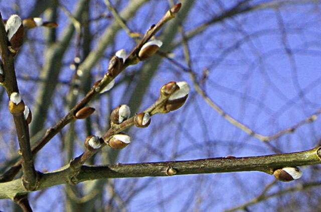 Vasario 24-oji: vardadieniai, dangaus kūnai, istorija