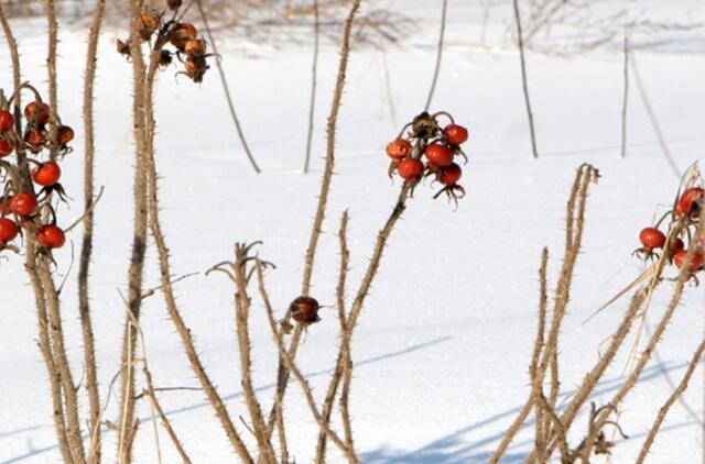 Vasario 28-oji: vardadieniai, dangaus kūnai, istorija