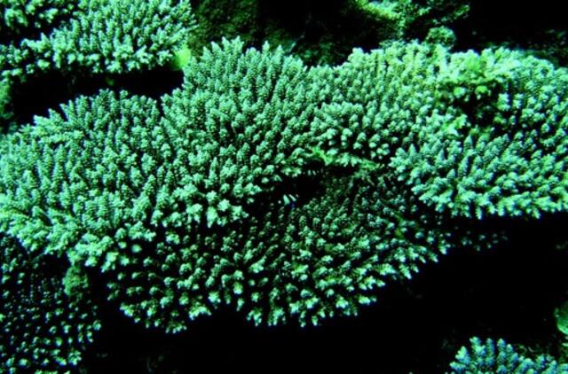 Vilniaus oro uoste sulaikyti reti ir nykstantys koralai