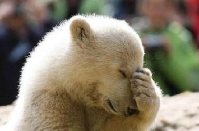 Bulvaras: tikėk - netikėk