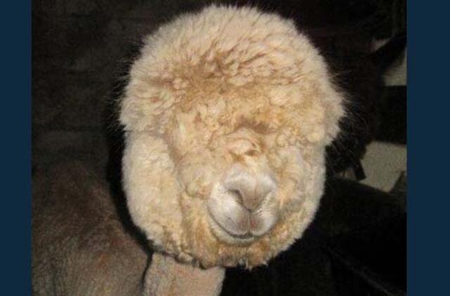 Bulvaras: tikėk - netikėk