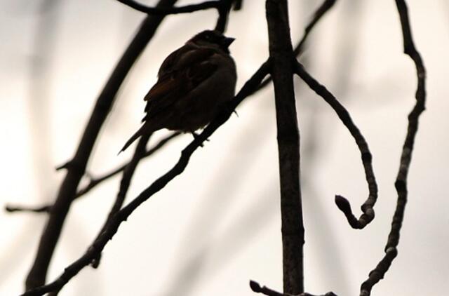 Klaipėda: VE.lt pristato kovo 21-osios įvykius