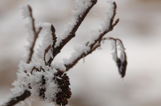 Klaipėda: VE.lt pristato kovo 4-osios įvykius