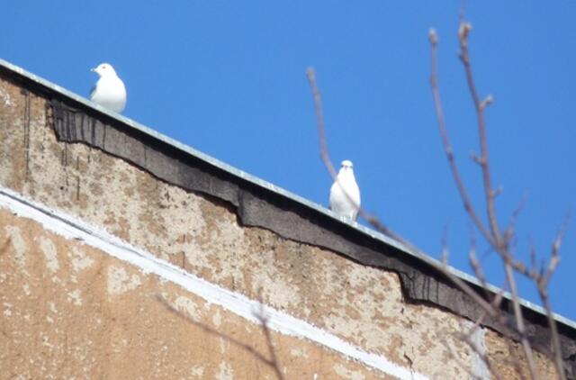 Klaipėda: VE.lt pristato kovo 5-osios įvykius