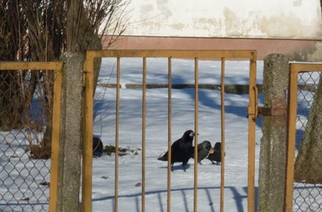 Klaipėda: VE.lt pristato kovo 6-osios įvykius