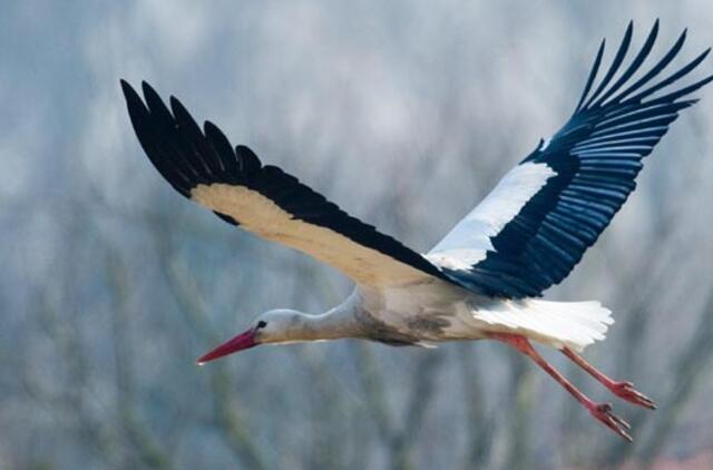 Kovo 25-oji: vardadieniai, dangaus kūnai, istorija