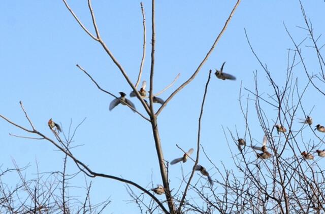 Kovo 6-oji: vardadieniai, dangaus kūnai, istorija