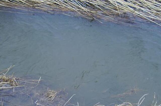 Po žiemos atkunta "ichtiandrai"