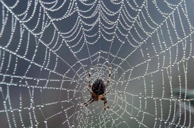 Tūkstančius automobilių teko atšaukti dėl vorų