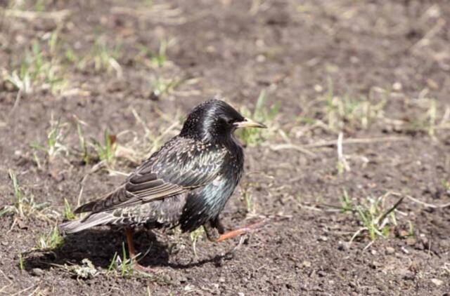 Balandžio 16-oji: vardadieniai, dangaus kūnai, istorija