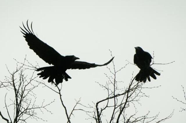 Balandžio 8-oji: vardadieniai, dangaus kūnai, istorija
