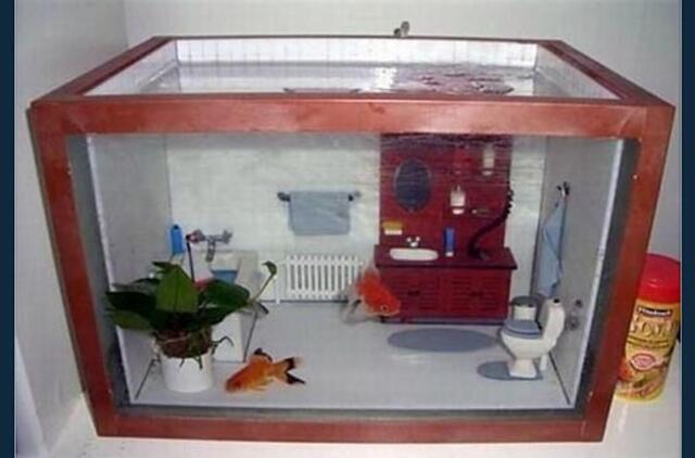 Bulvaras: tikėk - netikėk