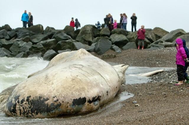 Į Danijos pakrantę išplauta didžiulio banginio dvėsena
