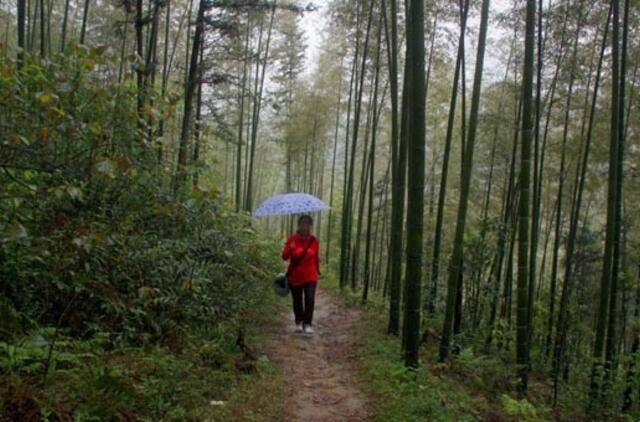 Jeigu įsisiurbė erkė