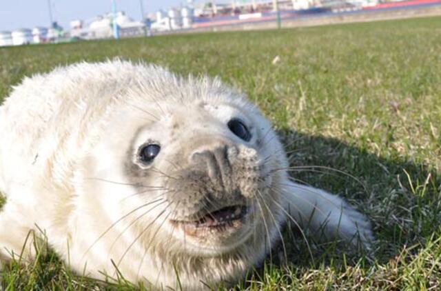 Jūrų muziejuje - dar vienas ruoniukas pamestinukas