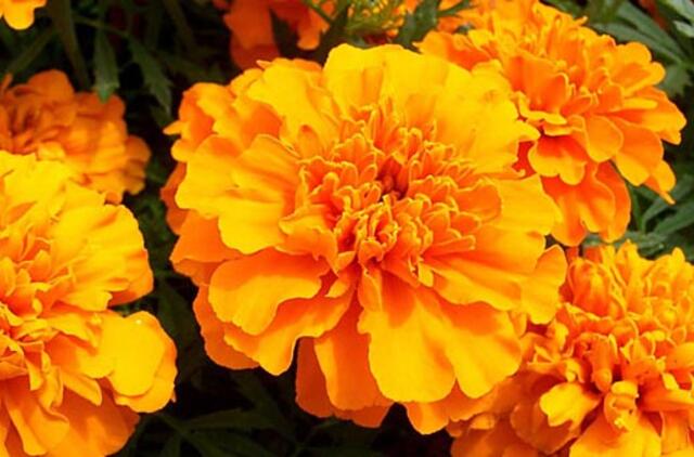 Keletas organinės sodininkystės paslapčių