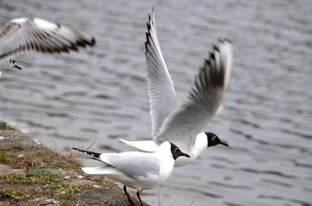Klaipėda: VE.lt pristato balandžio 21-osios įvykius