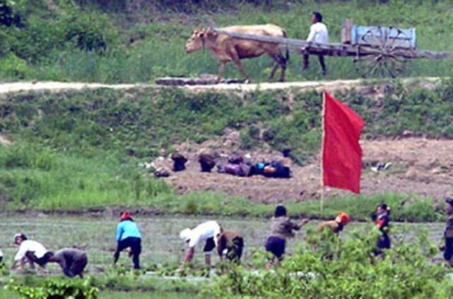 Maisto atsargos Šiaurės Korėjoje baigsis jau birželį
