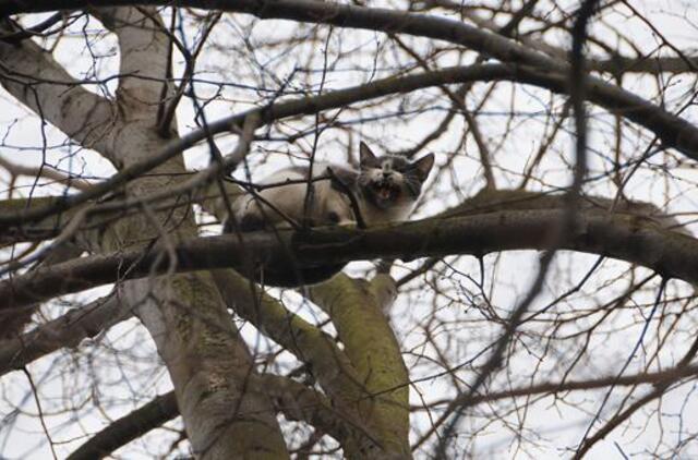 Niekas nenorėjo nukelti medyje įstrigusio katino